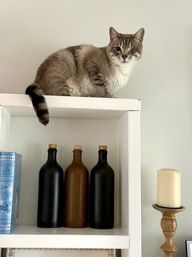 Doots, a one-eyed Lynx Point Siamese cat crouching atop a white bookcase in front of a white wall and looking at the camera. On the shelf below him is a teal book and three ceramic bottles alternating black, brown, and black. The top of a wooden candlestick holder with an vanilla candle is visible in the lower right. 