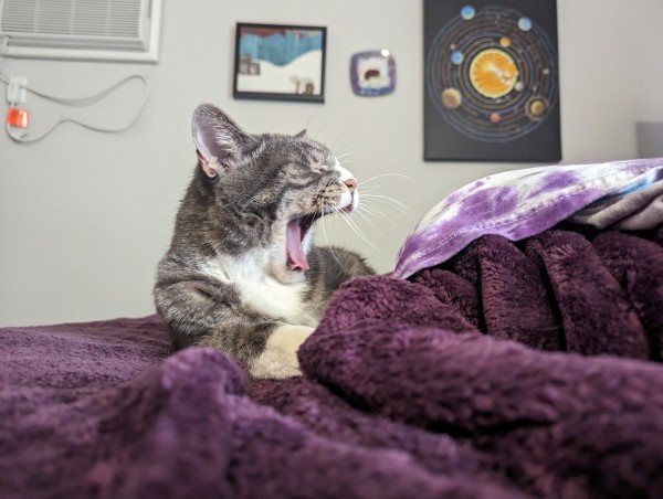A gray and white tabby cat snuggled up with the blankets on an unmade bed. He is yawning widely, with his tongue sticking out and his eyes closed.