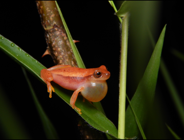 A frog, bright orange-red all over, sits with a distended throat pouch on a broad, long leaf.