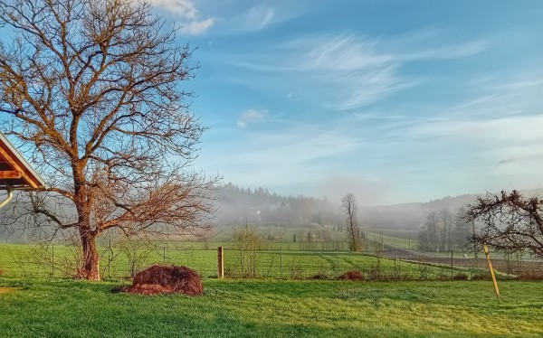 Part of our garden in Styria. Some green gras, two trees. In the distance a small valley, some fog under a blue sky. 