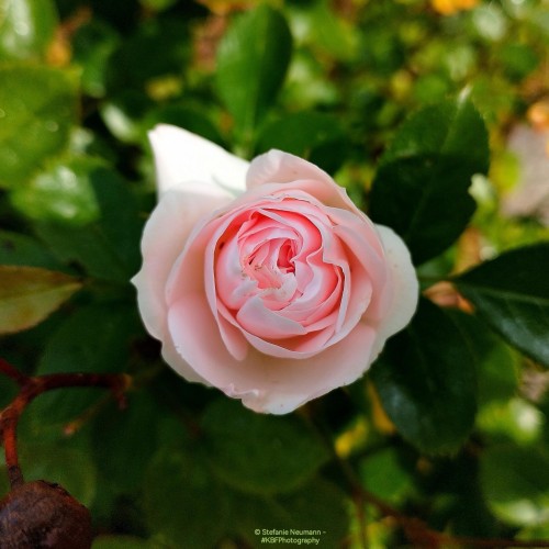 A light-pink rose flower that is just opening up.