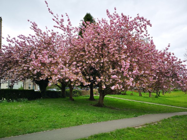 A small group of Flowering Cherry trees if full blossom. There are five or six medium sized tree in this group and when viewed from a certain angle, the blossoms combine into a mass of pink, as in the image.

The trees are growing on some well manicured grassy areas with a footpath running past.