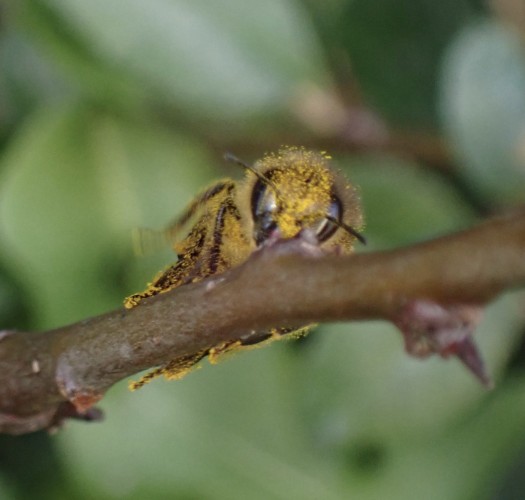 Honeybee seen from the front, covered in golden pollen grains, holding onto a twig, with a background of blurred out green leaves.