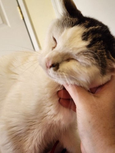 Picture of a mostly white cat, with tabby ears and hat, and a spot by his pink nose, leans into a white person's hand scrotching his neck. His eyes are closed in enjoyment.