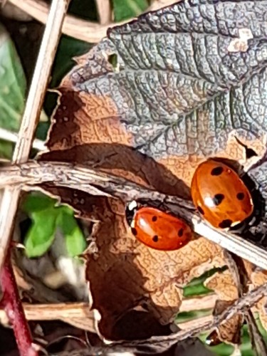 Red 7-dot ladybugs