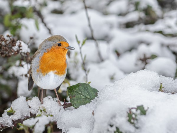 A European Robin perched on a bramble bush in the snow