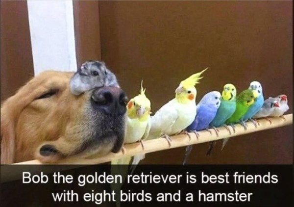 A picture of a perch.  A golden retriever is resting his head on it, with a grey hamster sitting on his nose.  There are a number of different blue, green and yellow canaries, and two white and yellow parakeets (I think) standing on the perch beside them.  
Text reads:
Bob the golden retriever is friends with eight birds and a hamster
