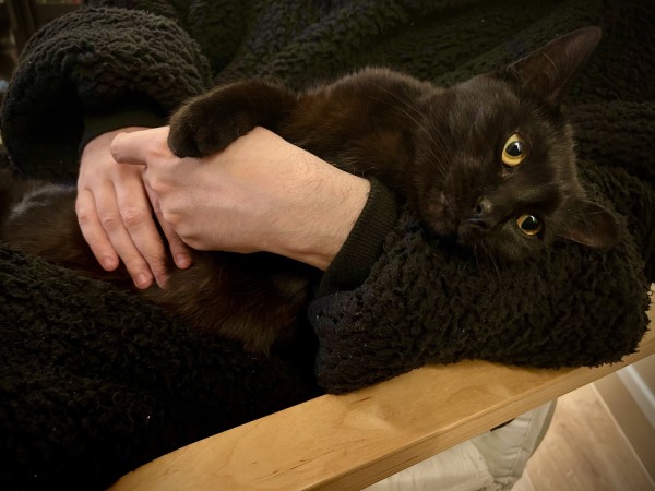 A black cat lying on a black blanket, being gently held by a person's hands.