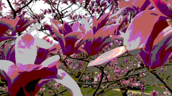 Close-up of the pink and white blossoms. The color reduction creates monochrome areas. 