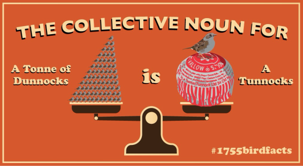 Infographic depicting a pile of dunnocks on a weighing scale against a large tunnocks tea cake to demonstrate that the collective noun for a tonne of dunnocks is a tunnocks