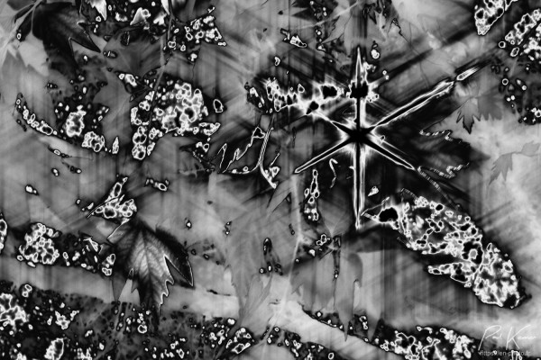 Photo en noir et blanc d'une partie de la ramure d'arbres captée avec un filtre « étoile six branches » et post-traitée avec notamment le preset "n&b Man Ray néga solarisé LR4 2"