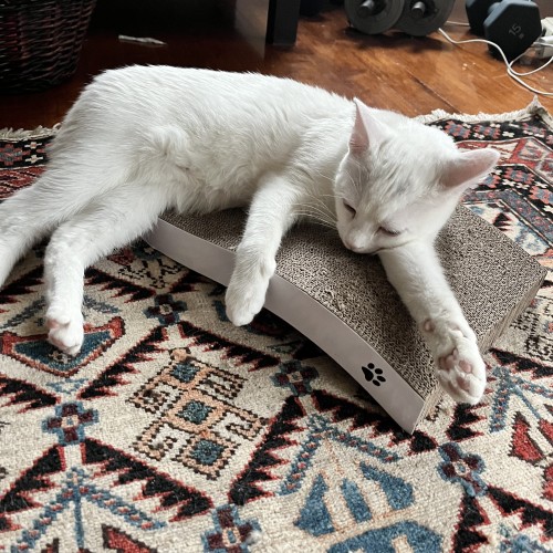 a white cat sleeps on a cardboard cat scratching thing laying on a carpet