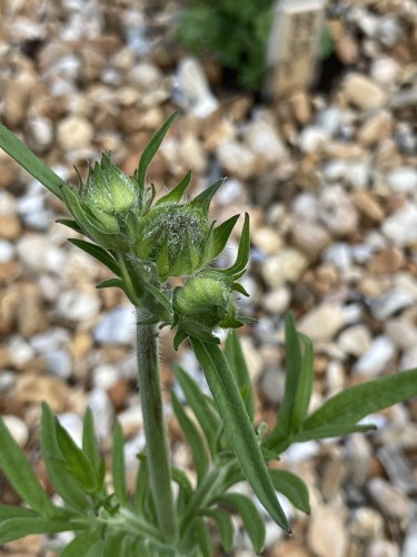 Outside, daytime. Close up of 3 knautia buds against an out of focus gravel background. 