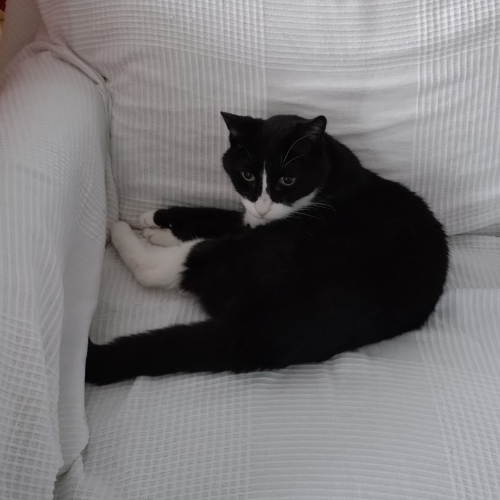 Foto einer Katze, die auf einem Sessel liegt.