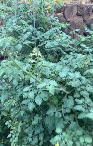 Healthy cherry tomato plant, hundreds of flowers. Few fruits
