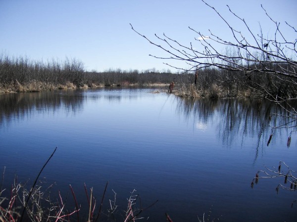 A large pond seen on a clear sunny early spring day. The tall grasses and rushes can be seen surrounding the smooth calm water.