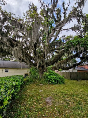 An incredibly large oak tree draped in Spanish Moss. With green shrubs at its base, standing in a lush green yard near a wood fence. The tree has dozens of octopus arm like branches twisting and reaching in all directions.