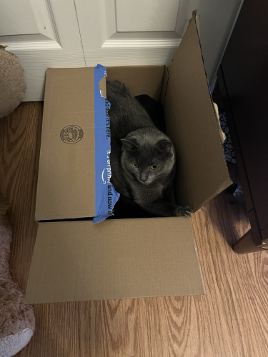 Grey cat in a box with her paw up on the corner with claws out.
