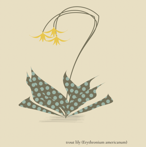 Beige background. Base of fan of leaves, polka dotted (olive background green-blue dots). Three curvy stems curve up and back down to three dangle recurving yellow flowers. Label on bottom "trout lily (Erythronium americanum)".