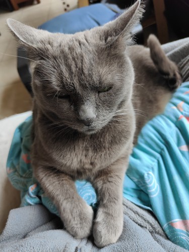 La chatte grise les pattes avant sur mon pull 