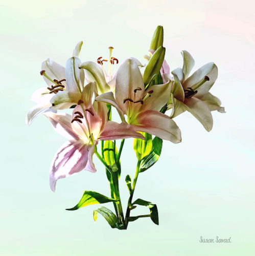 Pink lilies are often associated with love, purity, and innocence.