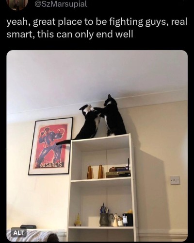 yeah, great place to be fighting guys, real smart, this can only end well 

Two cats having a slap fight on the top of a bookshelf