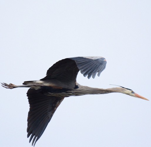 A heron in flight with a gray sky behind.