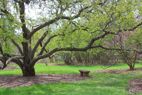 Grass lawn with a tree with low but long extending branches with a nearby stone bench receiving the broad scope of shade created by the tree, Lilac bushes and a short magnolia tree stand behind and to the right of the tree. Green leaves are emerging on the tree and the pink magnolia tree has opened blossoms.