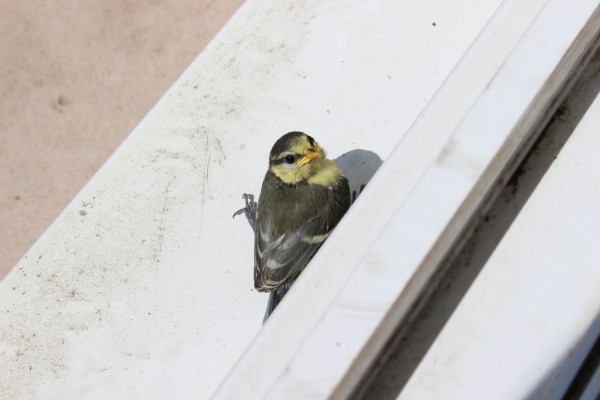Un petit oiseau de dos la tête tournée qui regarde un peu à droite de l'objectif, posé sur une bordure de porte-fenêtre en plastique blanc légèrement sale. Il a des plumes sombres à l'exception de plumes jaunes sur le col et le visage jusqu'aux yeux.