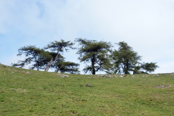 A private tree party at an altitude of 400m. Bare grassy plateau with a small copse of half a dozen evergreen trees, bent out of shape in all sorts of directions by constant high winds, as if dancing