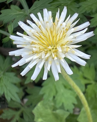 This is a photo of a long-stemmed white dandelion. Like a chrysanthemum flower, many white, thin petals are gathered together to form a single flower.
In the center, there are many yellow pollen pollen rods with curled tips.