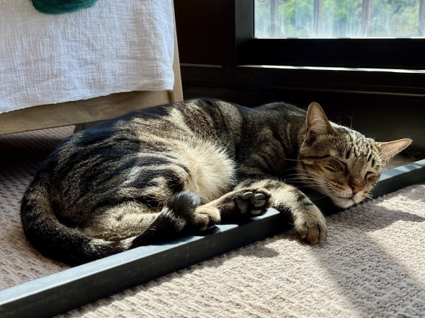 Tabby cat Hobbes is chilling out on the floor in the sun. His head is resting on the metal bar of a coffee table, which cannot be comfortable but somehow he does make it look so. His eyes are closed and he looks very content.

Cats. We’ll never figure them out!