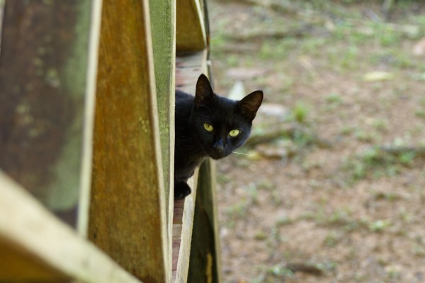 Aus einem Geländer aus Holz schaut eine schwarze Katze mit grünen Augen hervor und beobachtet den Betrachter.
