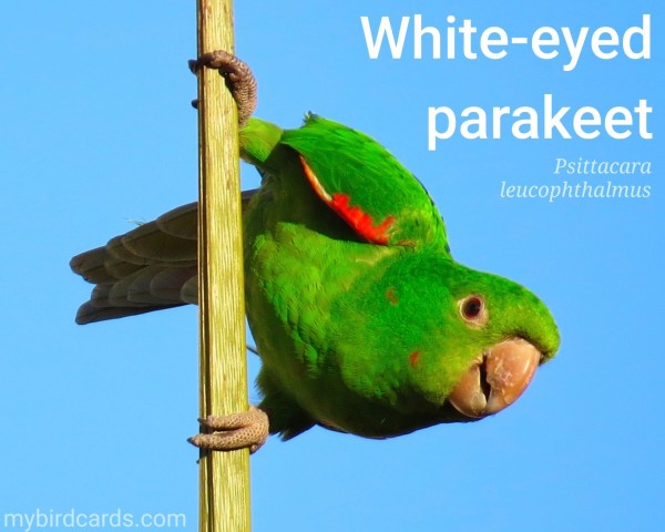 White-eyed parakeet or White-eyed conure (Psittacara leucophthalmus). Adult. Conservation status: Least Concern. CC: EPJP 📷: Photo by 85Miranda via Pixabay 2017

The photo shows a medium-sized parrot with a bright green body, whitish rings around its eyes, and red patches on its wings and neck.