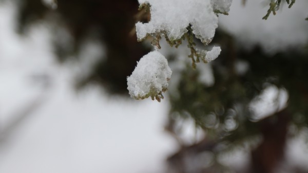 A tiny branch with a tiny snow hat