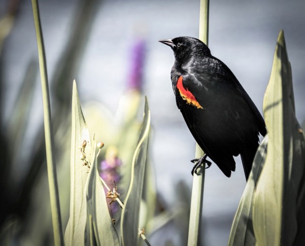 Sleek black bird with red shoulders hangs from a single stock surrounded by purple flowers.