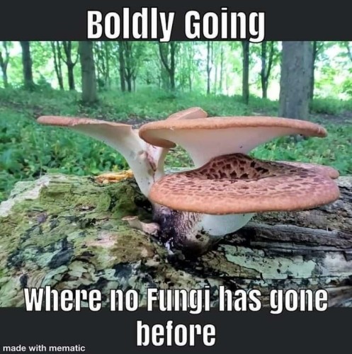 Boldly going where no Funghi has gone before
Photo of Mushrooms that look like the Enterprise