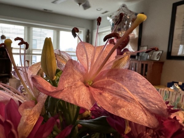 Close-up of a pink lily and other flowers with a slightly blurred background of a room with a window and furniture.