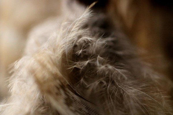 Macro photography of brown feathers under a soft light. What is shown is the upper part of the feather, where it becomes soft and fluffy and like down. The feathers are part of a dream catcher, and they do look dreamy themselves.