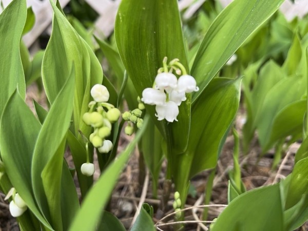 White bell-shaped flowers of lily of the valley with green leaves and buds.
