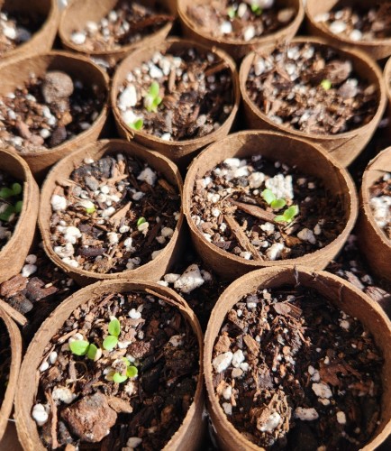 Tiny green sprouted seeds growing in toilet paper rolls full of potting soil.