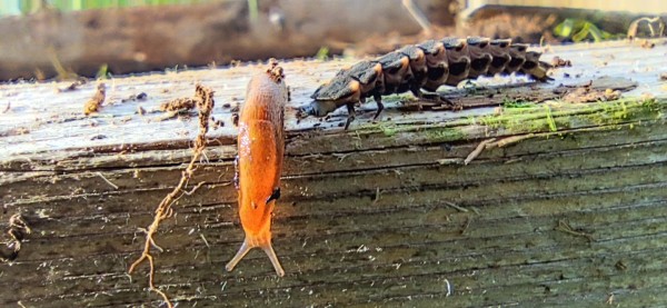 quand une petite limace orange brûle la priorité à un ver luisant, sur une planche du jardin potager