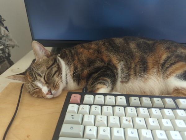 Cat, asleep between keyboard and monitor.