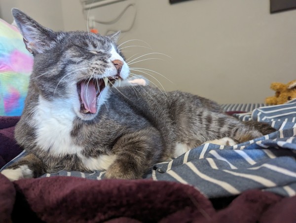 Orion the gray and white tabby cat sprawling out on my bed, in the middle of a yawn. His mouth is wide open and his tongue is fully exposed.