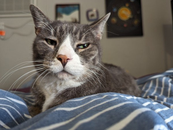 A gray and white tabby cat lounging on a bed and giving the camera an extremely suspicious side eye.