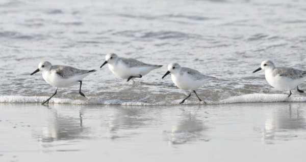 Four sanderlings run to the left in some light surf. The birds are all startlingly white, with a darker gray back. The birds legs and bill are black. The shore is wet, and you can see the birds reflection on the moist soil.