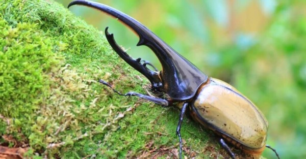 Hercules Beetle relaxing on a moss covered log.