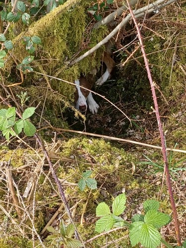 Nuis, the red and white kelpie cross, is hiding in a hole in the undergrowth, peeping out from under a mossy bank. 