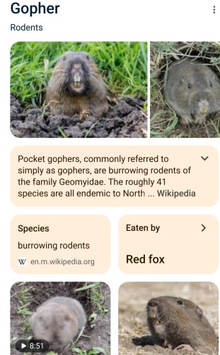 Article about pocket gophers with pictures