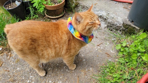 Side view of a big orange tabby Manx cat standing on a sidewalk. Rua is wearing a colorful anti-hunting collar. His head is slightly lifted and his eyes are half-closed. It's easy to see that Rua is having a very good day.
